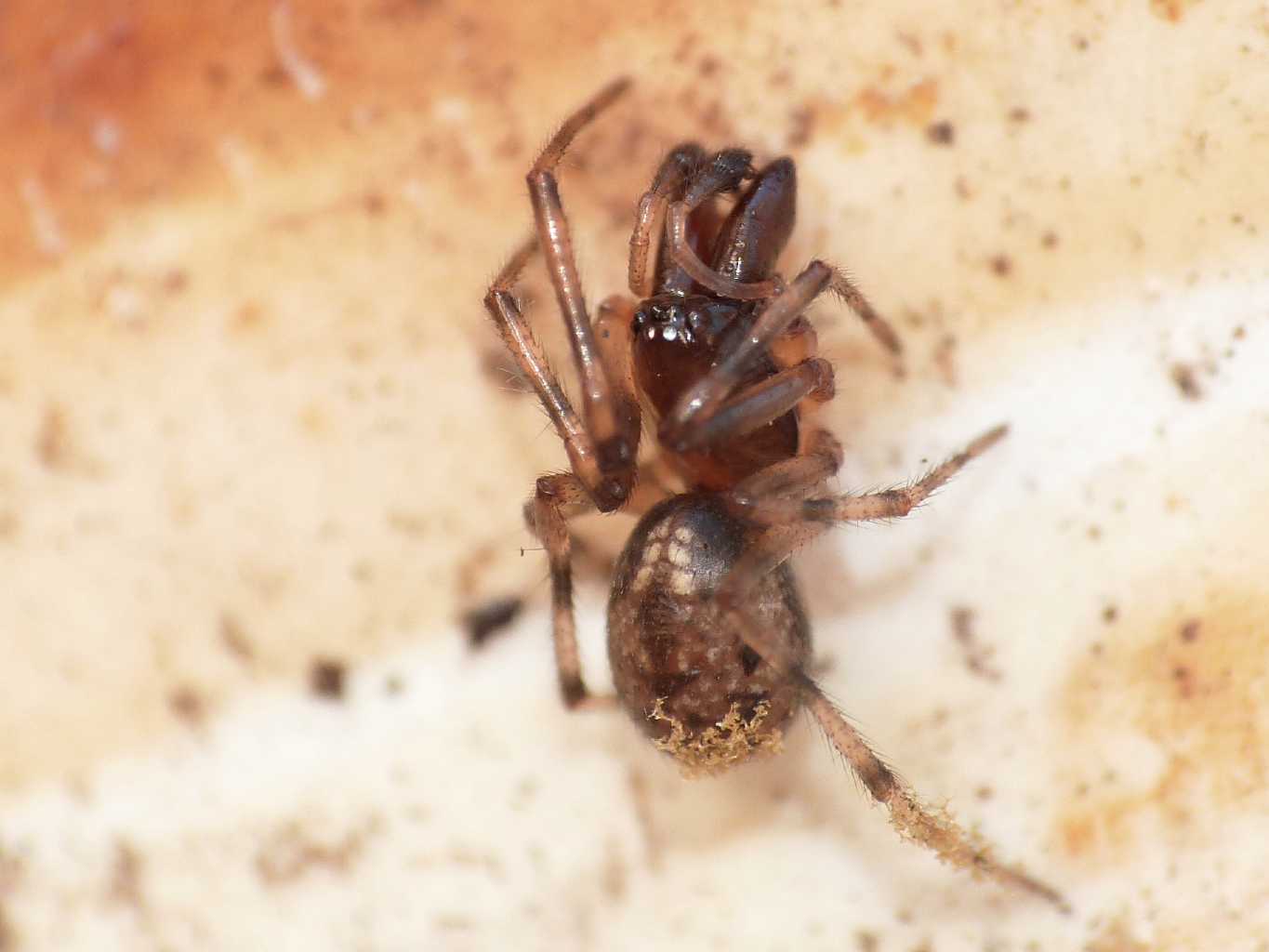 Enoplognatha mandibularis - Torrimpietra (RM)